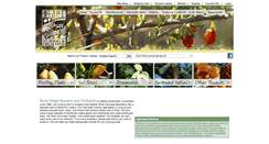 Desktop Screenshot of burntridgenursery.com